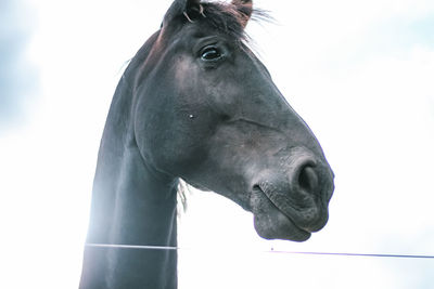 Close-up of a horse