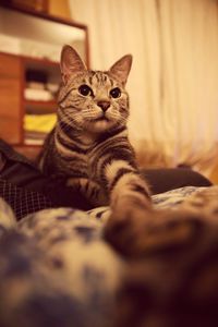 Portrait of a cat relaxing on bed at home