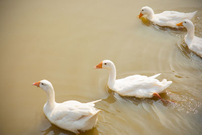 White swans swimming in lake