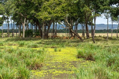 Trees growing in field