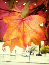 Close-up of leaves in autumn