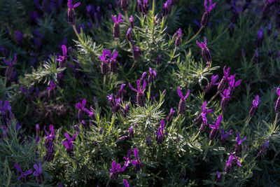 High angle view of purple flowering plants on field