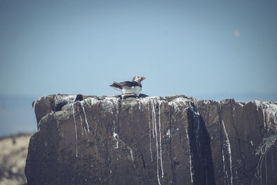 Seagull perching on rock