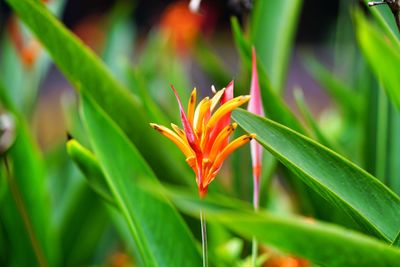 Close-up of orange flower