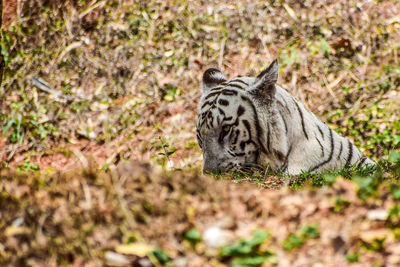 Tiger relaxing on field