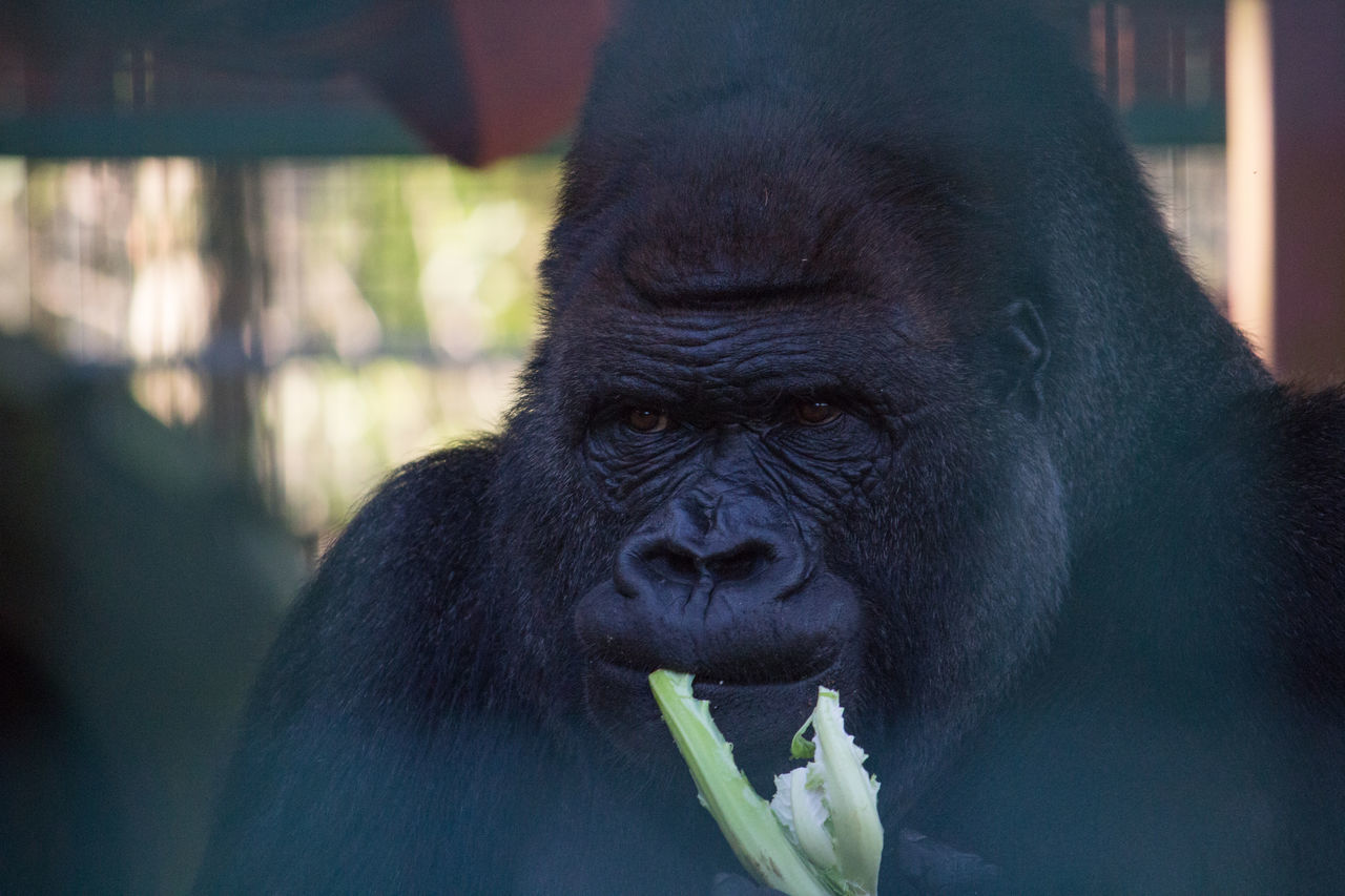 Gorilla eating