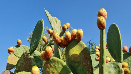 Low angle view of prickly pear cactus against clear blue sky