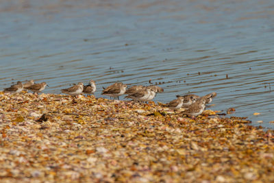 Dead bird on the lake