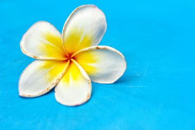 Close-up of white flower against blue background