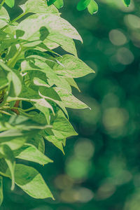 Close-up of green leaves