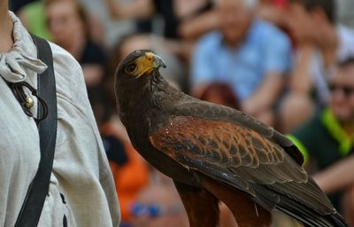 Close-up of eagle with owner looking away