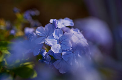 Close-up of purple hydrangea flowers