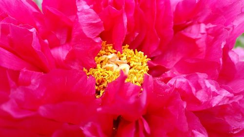 Close-up of pink flower