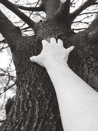 View of tree trunk