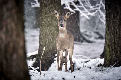 Portrait of deer in snow