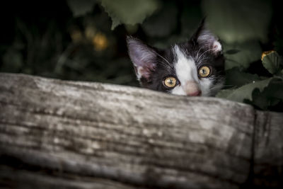 Close-up portrait of black cat on wood