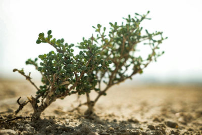 Close-up of plant growing on field against sky