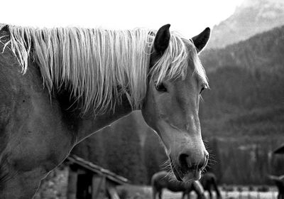 Close-up of horse