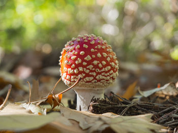 Close-up of red mushroom