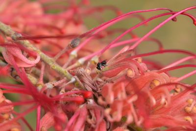 Close-up of bee pollinating on red flower