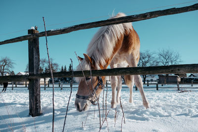 Horse standing on snow-covered field against sky during winter