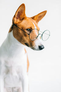 Close-up of a dog looking away