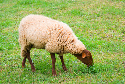 Sheep grazing in a field