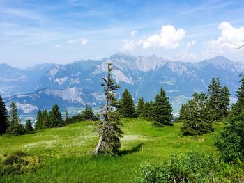 Scenic view of grassy field against cloudy sky