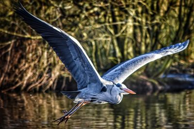Flight of the heron