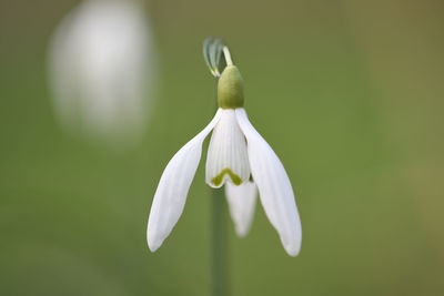 Close-up of white flowering plant