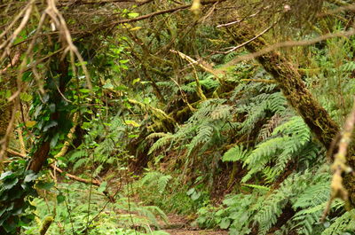 Close-up of tree