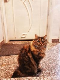 Portrait of cat sitting on door