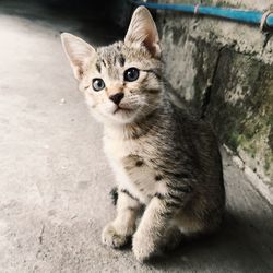 Portrait of tabby cat