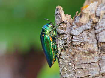 Close-up of insect on tree trunk