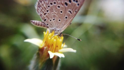 Close-up of insect on yellow flower