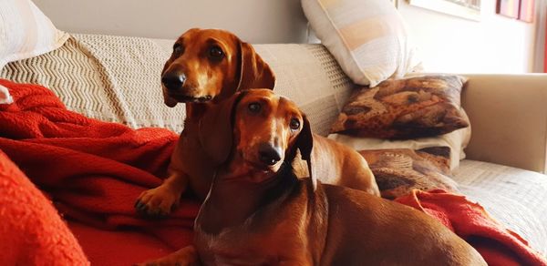 Close-up of dog sitting on sofa at home