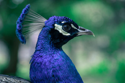 Close-up of a peacock