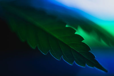 Close-up of leaves against blue sky