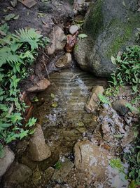 High angle view of moss growing on rock in river