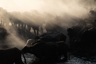 View of an animal on land