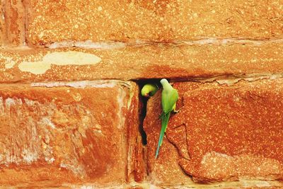 Close-up of parrot perching on wall