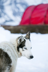 Draught dog, tent on background