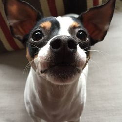 Close-up of fox terrier