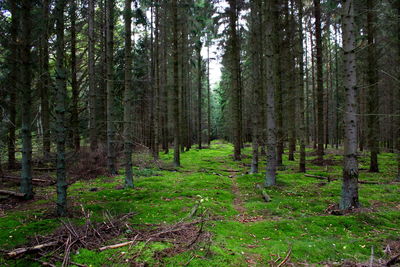 Trees in forest