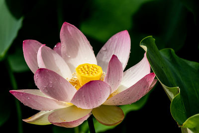 Close-up of wet purple lotus water lily