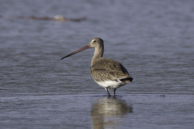 Bird on lake