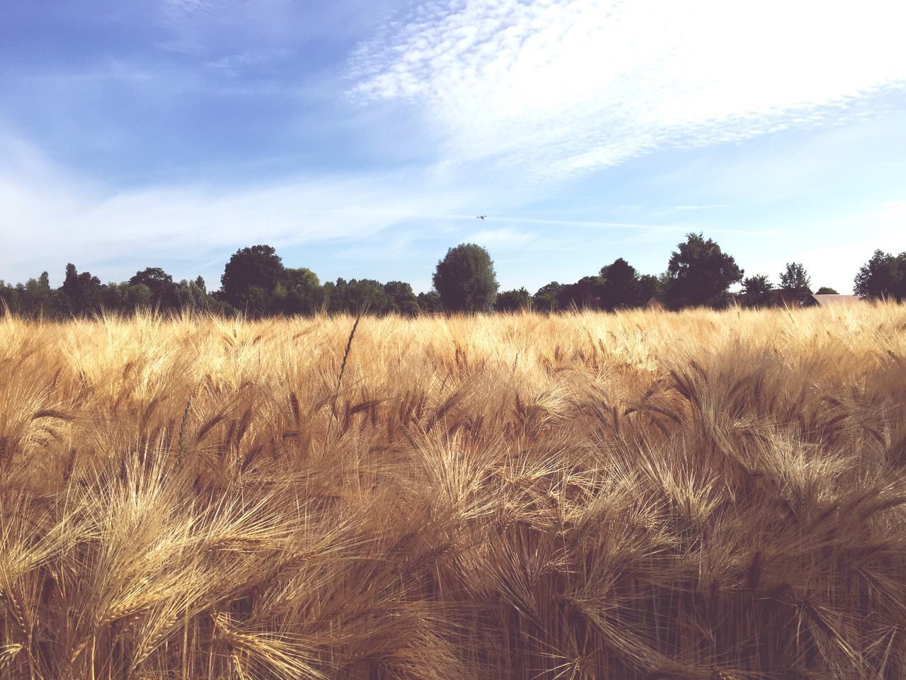 sky, field, landscape, tranquil scene, tranquility, rural scene, growth, scenics, beauty in nature, nature, agriculture, cloud - sky, tree, grass, plant, farm, cloud, crop, blue, non-urban scene