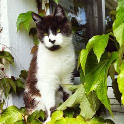 Close-up of cat sitting outdoors