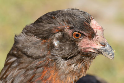 Close-up of a bird looking away