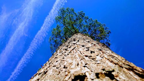 Low angle view of tree against blue sky